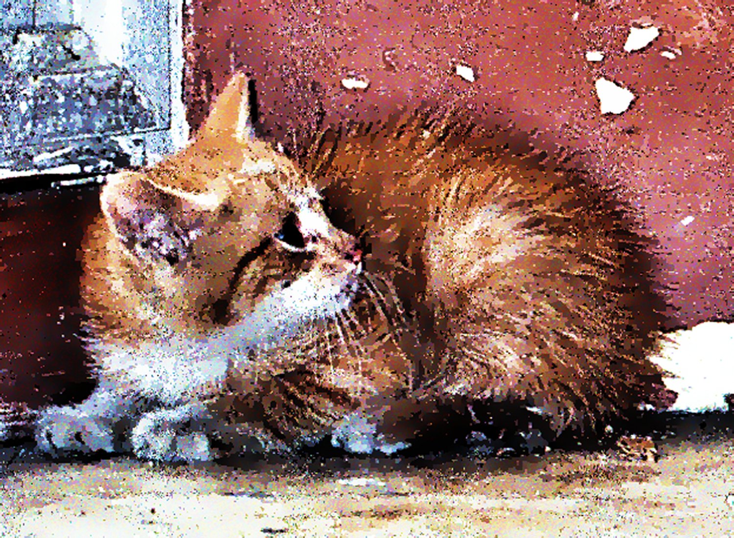  - Catalan cat - Techno-Impressionist Museum - Techno-Impressionism - art - beautiful - photo photography picture - by Tony Karp