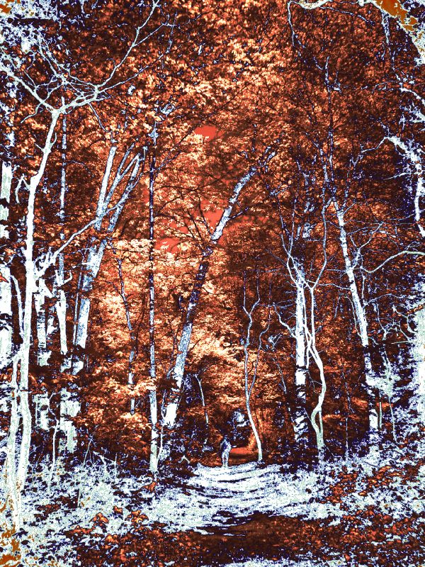  - Into the woods - #2 - Techno-Impressionist Museum - Techno-Impressionism - art - beautiful - photo photography picture - by Tony Karp