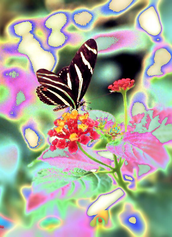  - Butterfly in the Bronx - Techno-Impressionist Museum - Techno-Impressionism - art - beautiful - photo photography picture - by Tony Karp