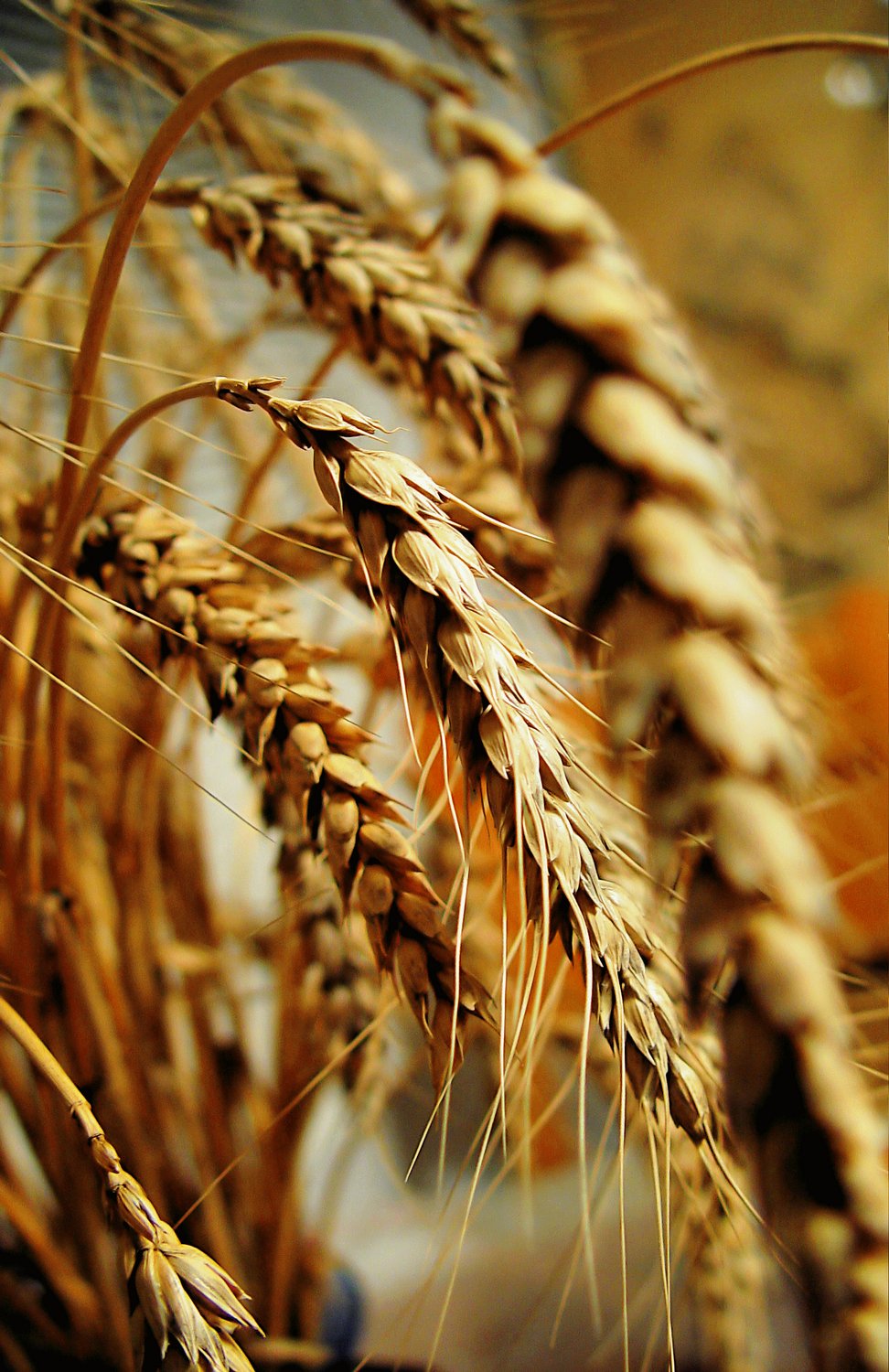  - Wheat sculpture - Techno-Impressionist Museum - Techno-Impressionism - art - beautiful - photo photography picture - by Tony Karp