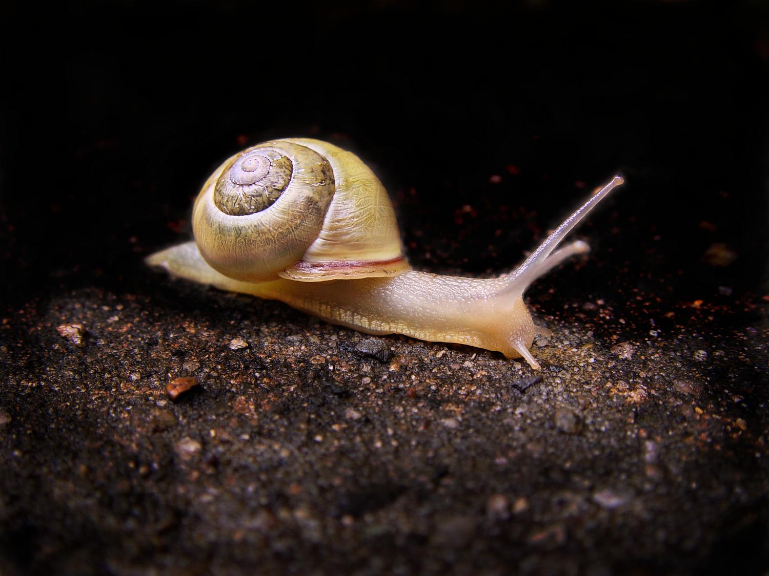  - Snail story - Techno-Impressionist Museum - Techno-Impressionism - art - beautiful - photo photography picture - by Tony Karp