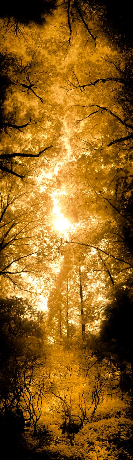  - In the woods - Techno-Impressionist Museum - Techno-Impressionism - art - beautiful - photo photography picture - by Tony Karp