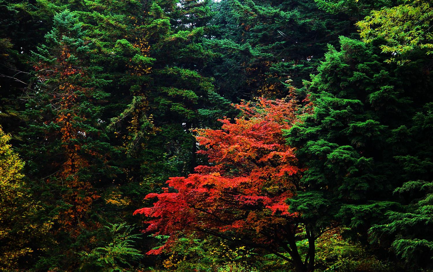  - Long Island autumn - Techno-Impressionist Museum - Techno-Impressionism - art - beautiful - photo photography picture - by Tony Karp