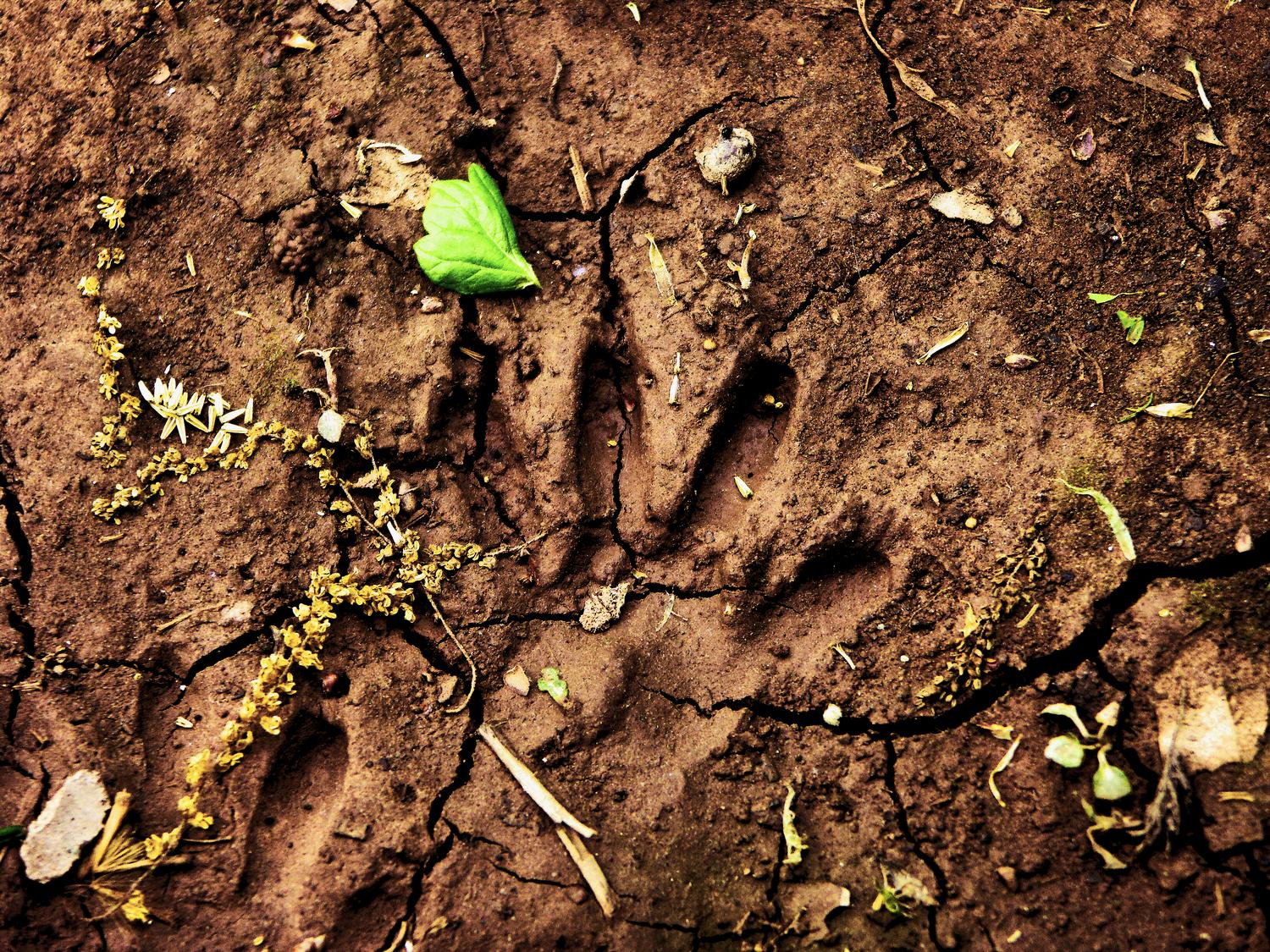  - Paw prints - Techno-Impressionist Museum - Techno-Impressionism - art - beautiful - photo photography picture - by Tony Karp