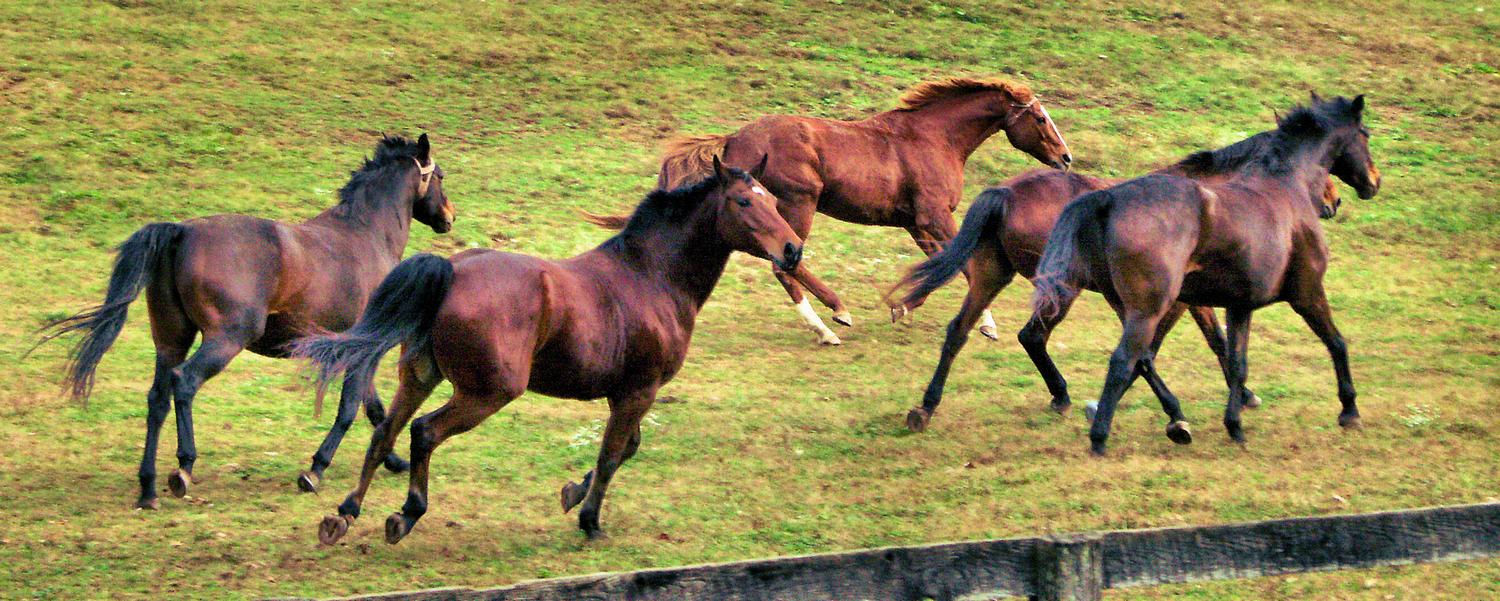  - Horses on Logmill Road - #2 - Techno-Impressionist Museum - Techno-Impressionism - art - beautiful - photo photography picture - by Tony Karp