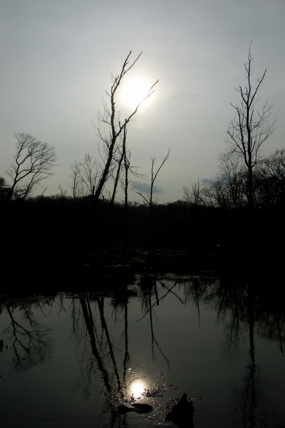  - At Mason Neck - #1 - Techno-Impressionist Museum - Techno-Impressionism - art - beautiful - photo photography picture - by Tony Karp