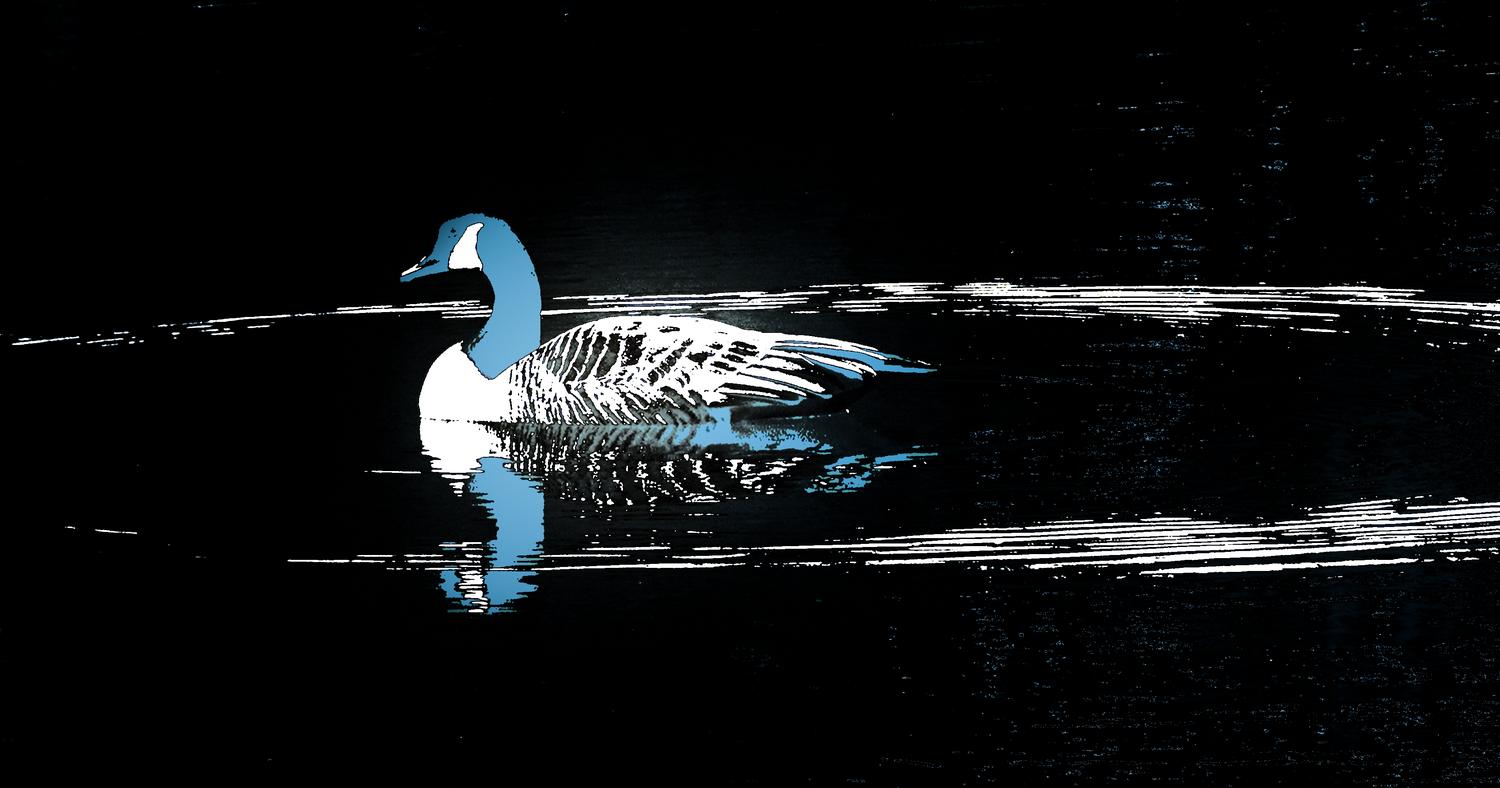 a duck on a pond stylized - On the pond - Techno-Impressionist Museum - Techno-Impressionism - art - beautiful - photo photography picture - by Tony Karp