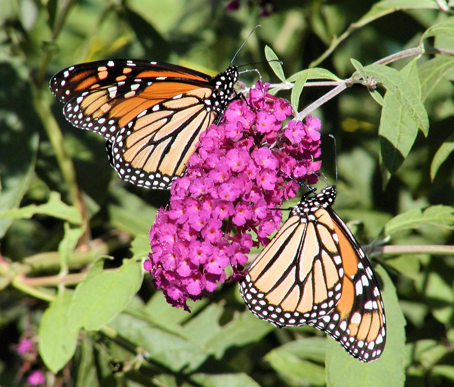  - Double butterfly - Techno-Impressionist Museum - Techno-Impressionism - art - beautiful - photo photography picture - by Tony Karp