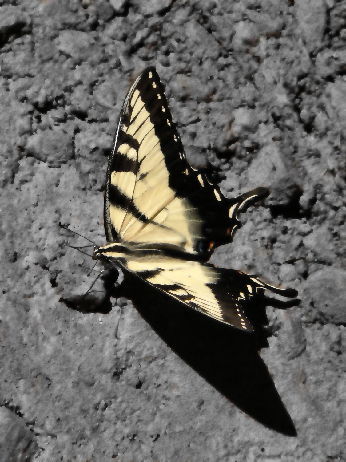  - Tiger swallowtail - Techno-Impressionist Museum - Techno-Impressionism - art - beautiful - photo photography picture - by Tony Karp