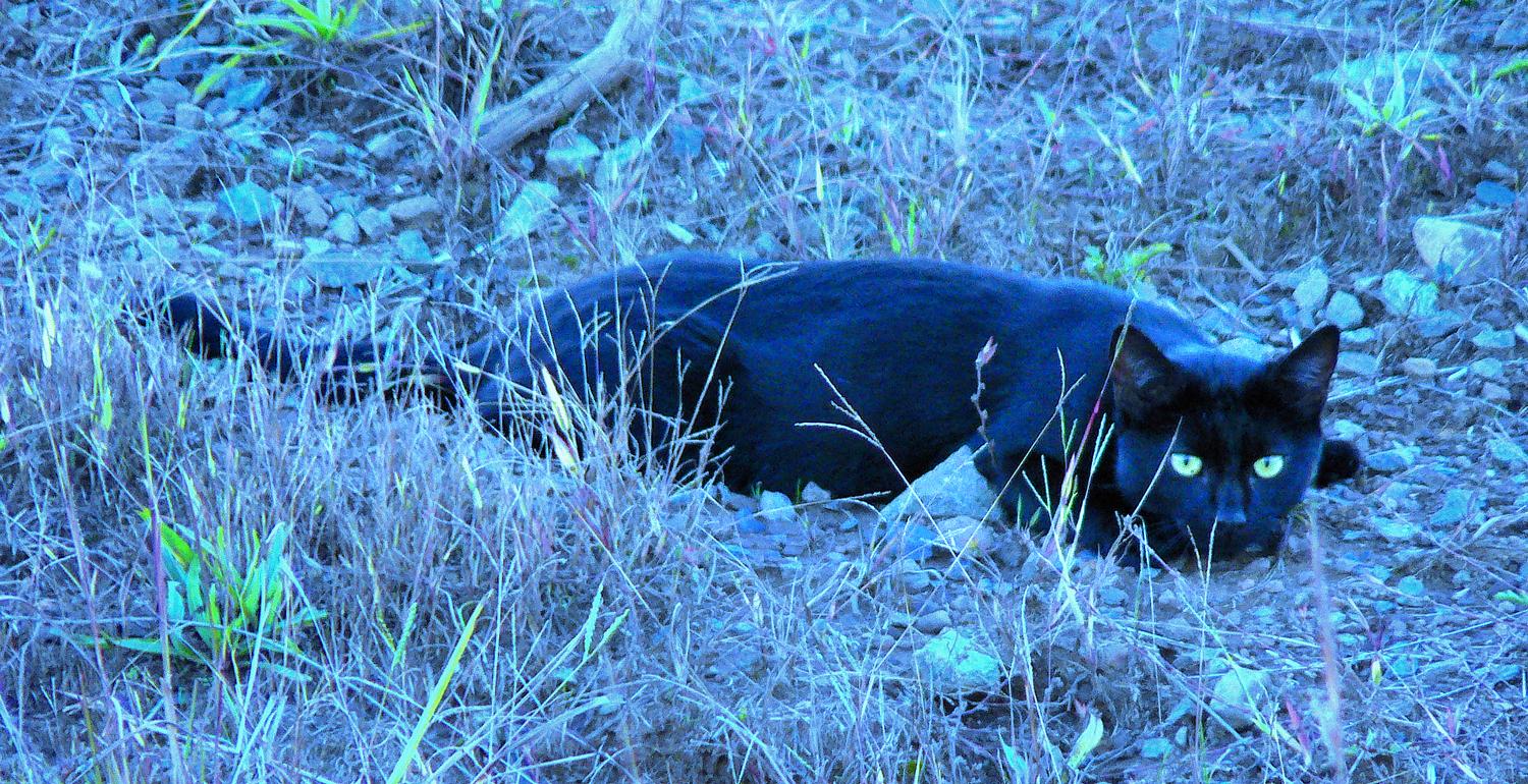  - Cat posing as panther - Techno-Impressionist Museum - Techno-Impressionism - art - beautiful - photo photography picture - by Tony Karp