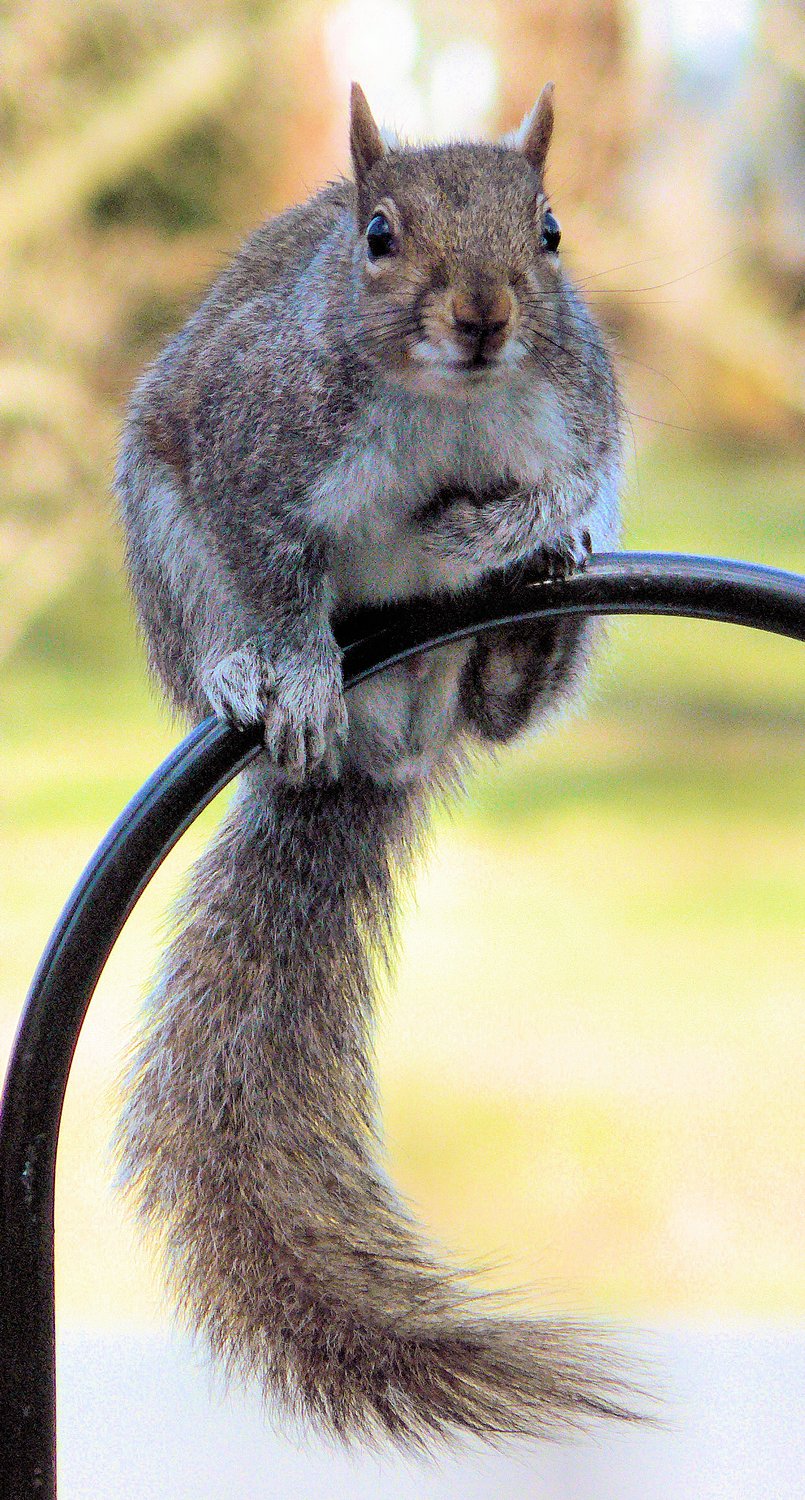  - Squirrel outside my window - Techno-Impressionist Museum - Techno-Impressionism - art - beautiful - photo photography picture - by Tony Karp