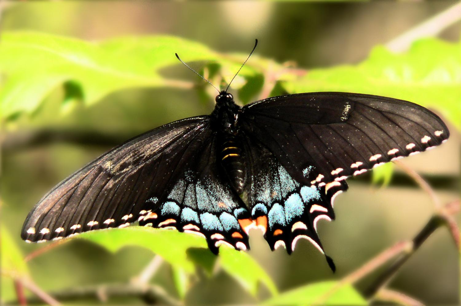  - First butterfly of spring - Techno-Impressionist Museum - Techno-Impressionism - art - beautiful - photo photography picture - by Tony Karp