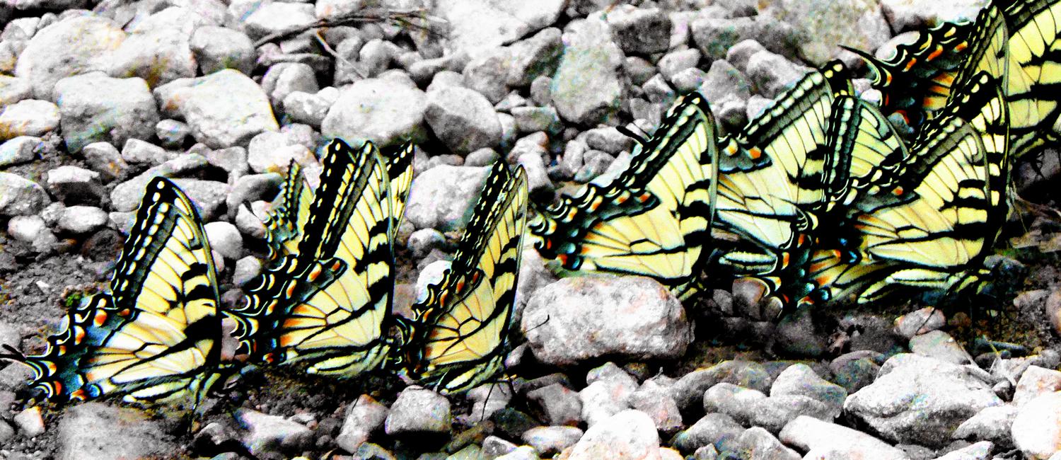  - Butterfly parade - Techno-Impressionist Museum - Techno-Impressionism - art - beautiful - photo photography picture - by Tony Karp