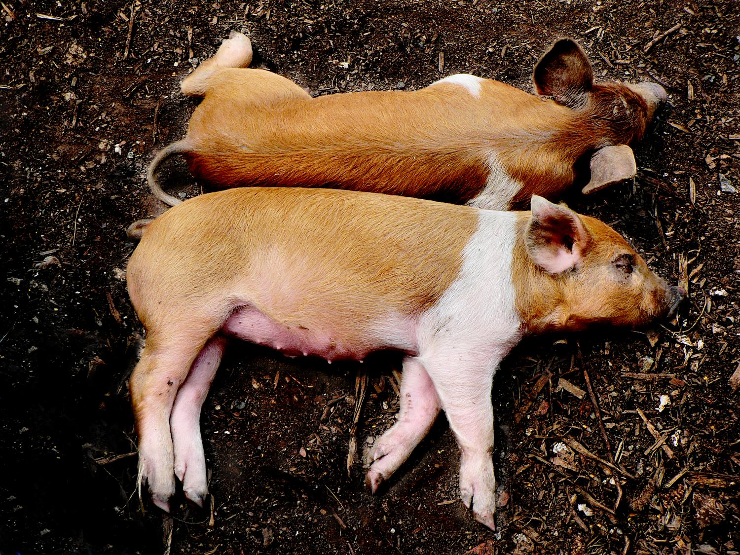  - Piggyback - Techno-Impressionist Museum - Techno-Impressionism - art - beautiful - photo photography picture - by Tony Karp